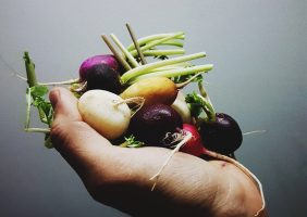 MANOJO RABANITOS JUNIO